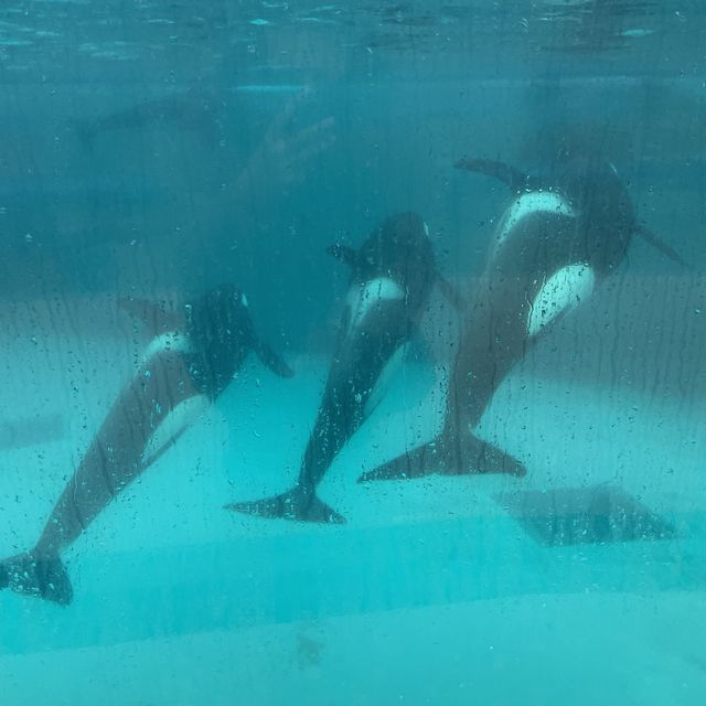 【千葉県】日本ではわずか2カ所のみ！鴨川シーワールドでシャチと対面！