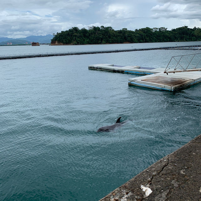 2大2小自駕蘇比克海洋公園