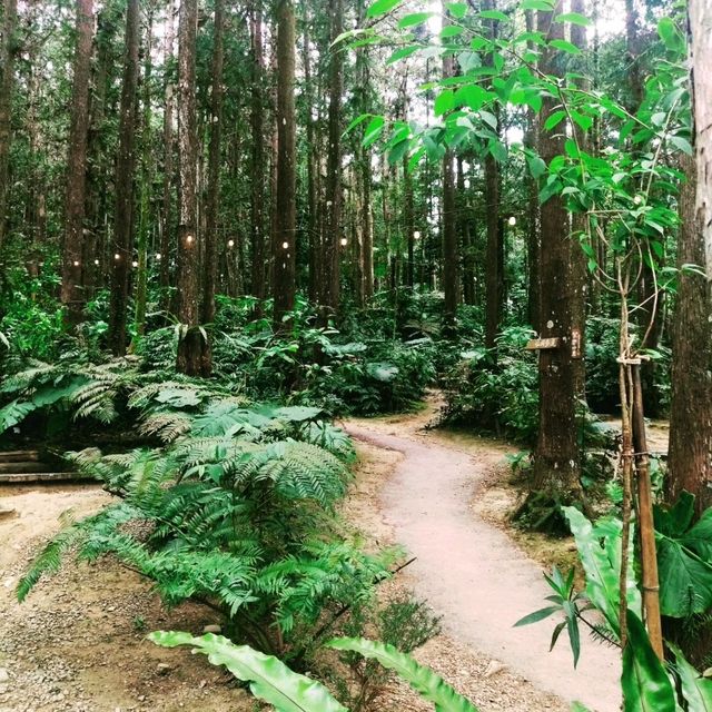 森窯，誤入森林的披薩店