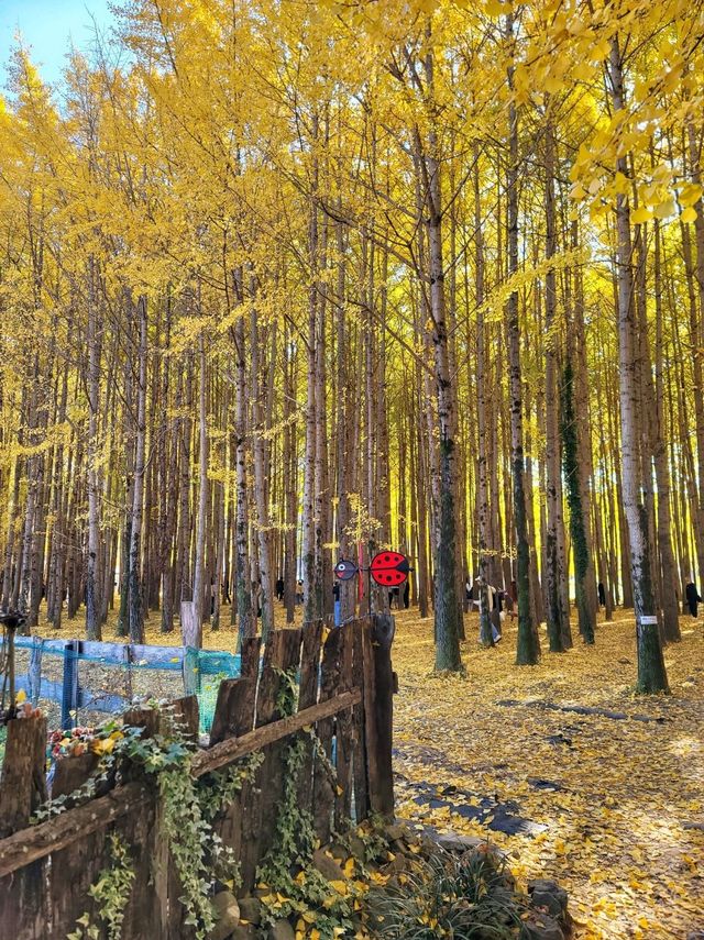 올해 역대급이었던 경주 도리마을 은행나무숲✨️