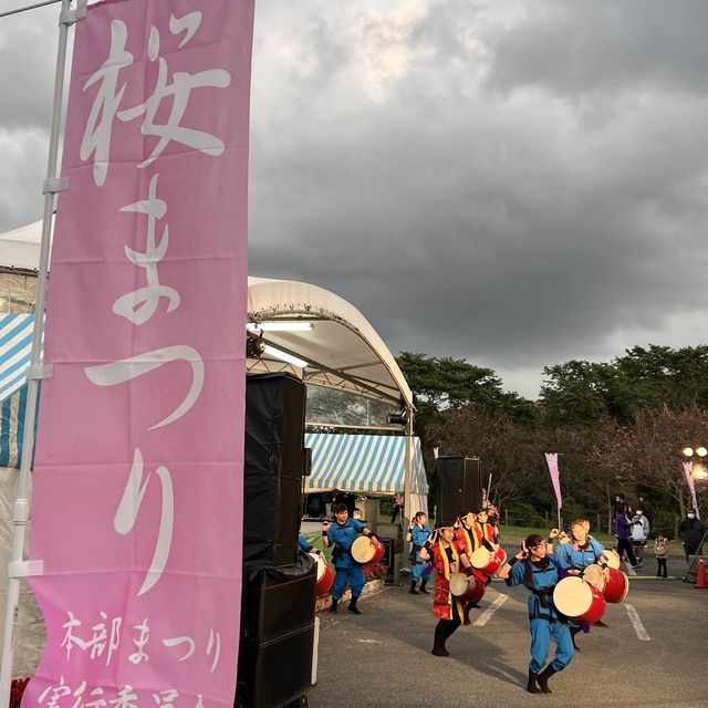沖繩賞櫻🌸 #八重岳櫻花