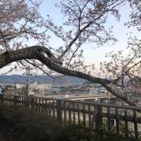 【小丸山城趾公園】