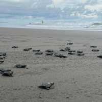 Baby Turtles on their way 