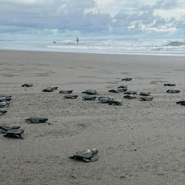 Baby Turtles on their way 