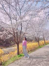 🌸대구 벚꽃 여행지 모음🌸
