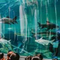 Aquaria Phuket