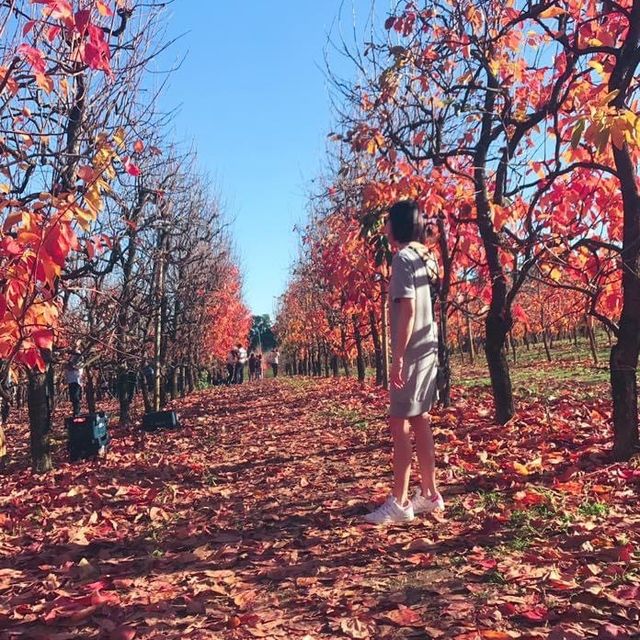 伯斯景點丨季節限定！金黃色大道柿子園Raeburn Orchards