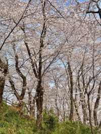 대전의 봄꽃은 “한밭수목원”에서 즐겨요〰🌸💗