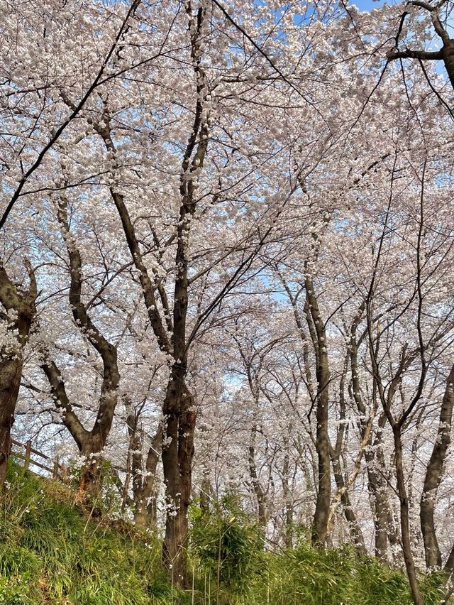 대전의 봄꽃은 “한밭수목원”에서 즐겨요〰🌸💗