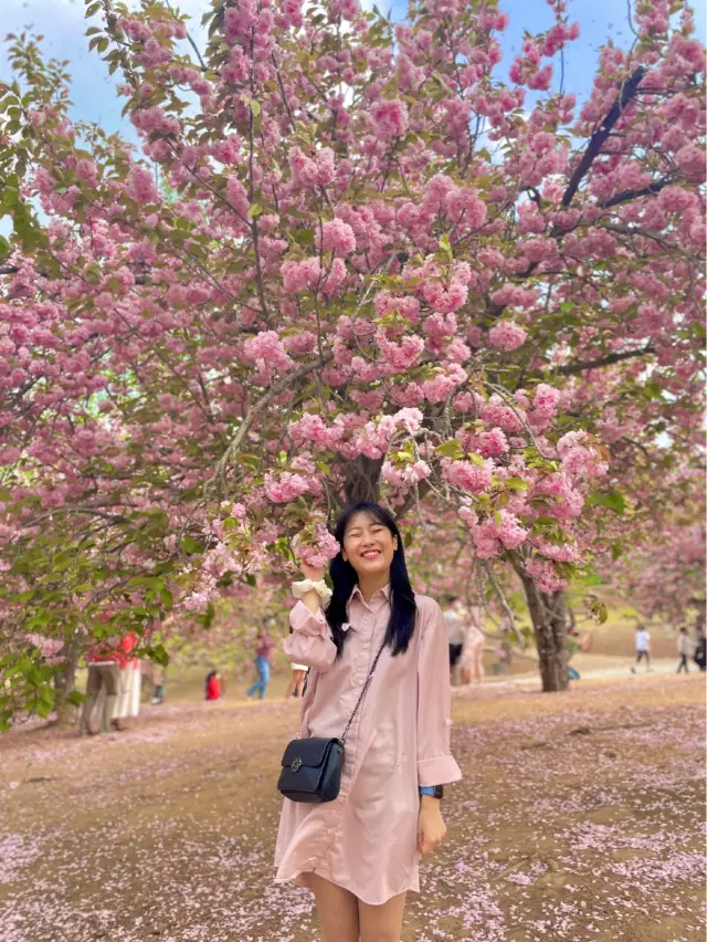 앞으로 2주 뒤 만날 수 있는 탐스런 겹벚꽃 세상🌸