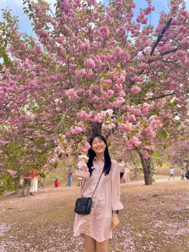 앞으로 2주 뒤 만날 수 있는 탐스런 겹벚꽃 세상🌸