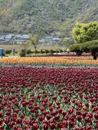 네덜란드 못지 않는 튤립 천국🌷