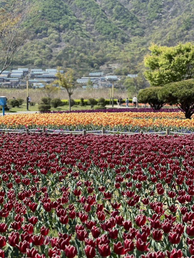 네덜란드 못지 않는 튤립 천국🌷
