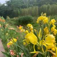 古鎮夜遊後來個花谷晨運🏃‍♀️🌻🏃‍♀️