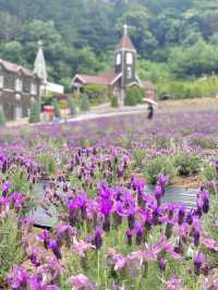 포천 허브아일랜드 라벤더축제💜