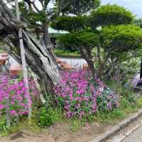 【山梨県】忍野八海のそばにある浅間神社へ