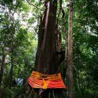 อุทยานแห่งชาติน้ำตกห้วยยาง 