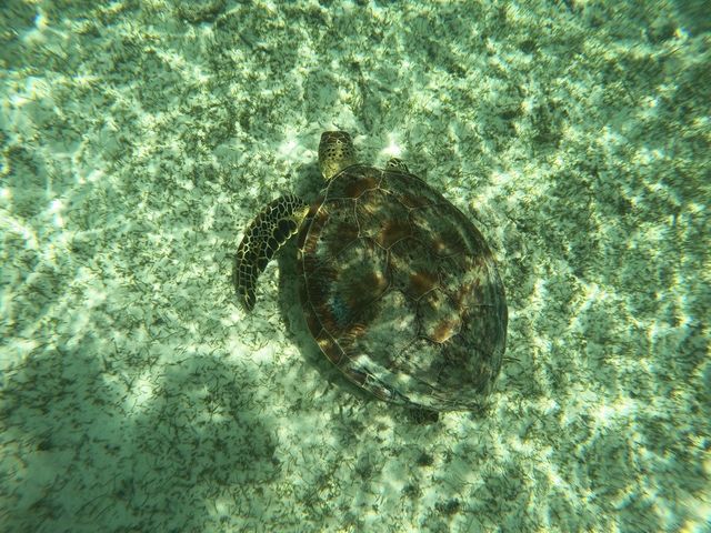 【沖縄・波照間島】ウミガメも見れるニシ浜🐢