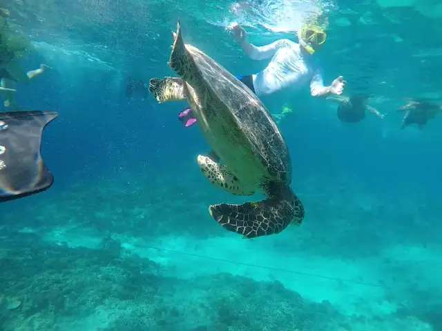 our standart snorkeling with guest