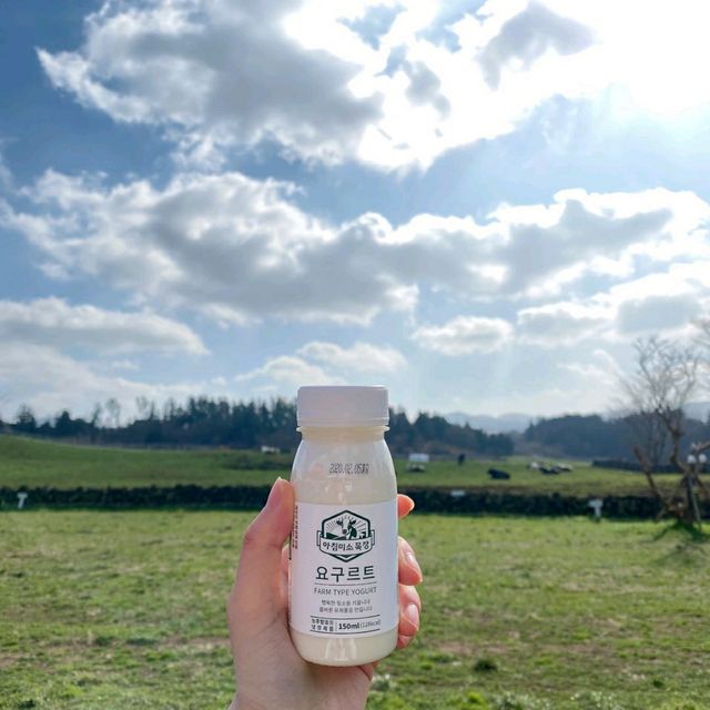 제주의 초록빛🌿 아침미소목장🐄