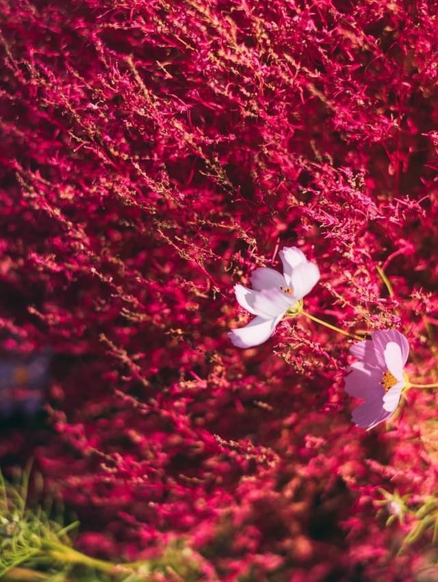 紅海漫遊驚艷絢爛🌺🌊🏞️ 國營常陸海濱公園