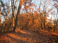 Panoramic view of Mt. Fuji (fall edition)