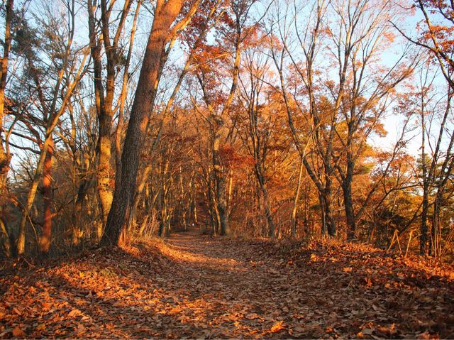 Panoramic view of Mt. Fuji (fall edition)