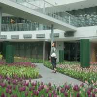 สวนทิวลิป 🌷🌷 Miracle Of Natural 🩷