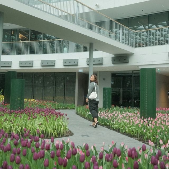 สวนทิวลิป 🌷🌷 Miracle Of Natural 🩷  สวนทิวลิป 🌷🌷 Miracle Of Natural 🩷