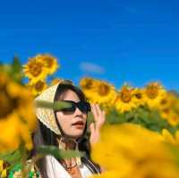 ทุ่งทานตะวันเขาใหญ่ บานสะพรั่งรับลมหนาว🌻