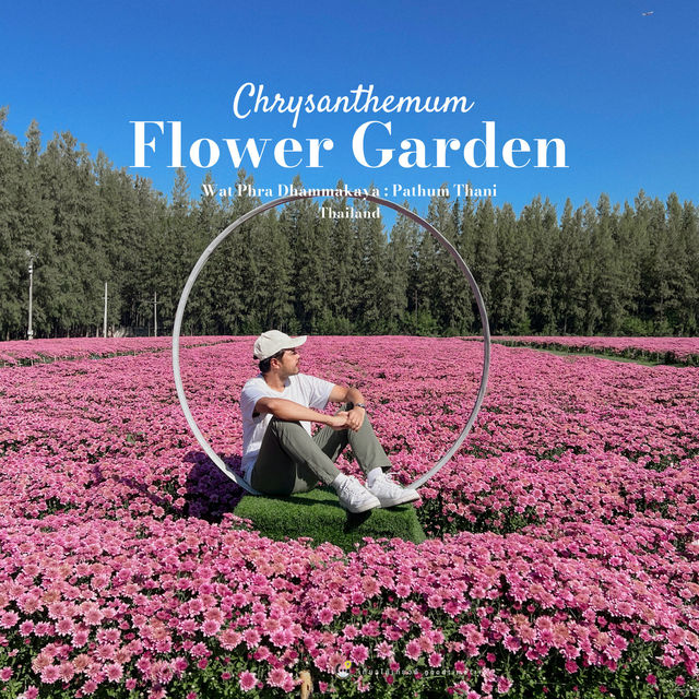 🌸🌷 ทุ่งดอกไม้บานแล้วที่ : ทุ่งสวรรค์ตะวันใส 