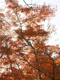 東京｜ 上千隻貓貓排排坐 貓奴們不可錯過的豪德寺