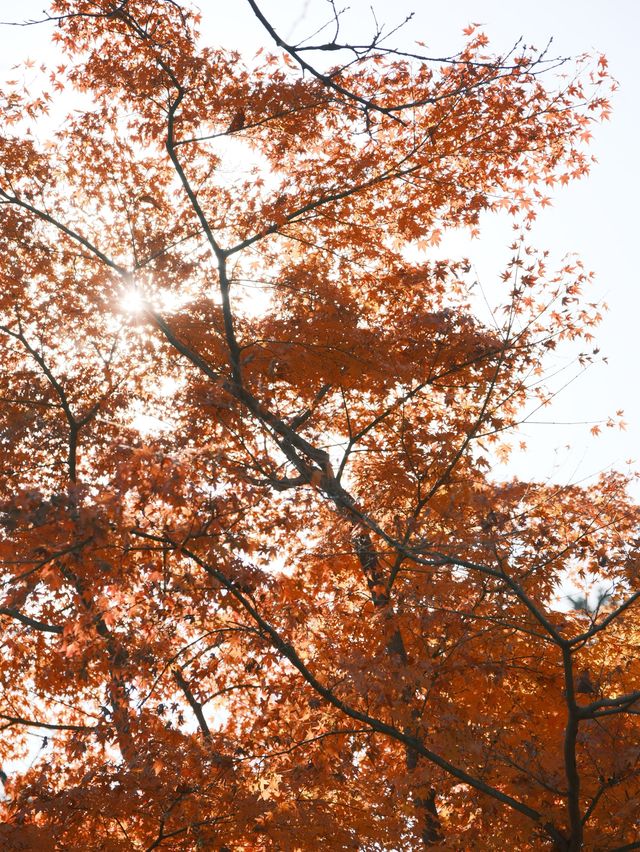 東京｜ 上千隻貓貓排排坐 貓奴們不可錯過的豪德寺