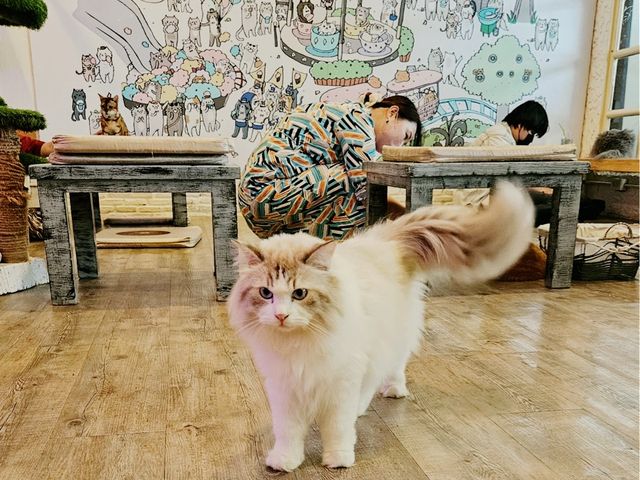 Caturday Cat Cafe