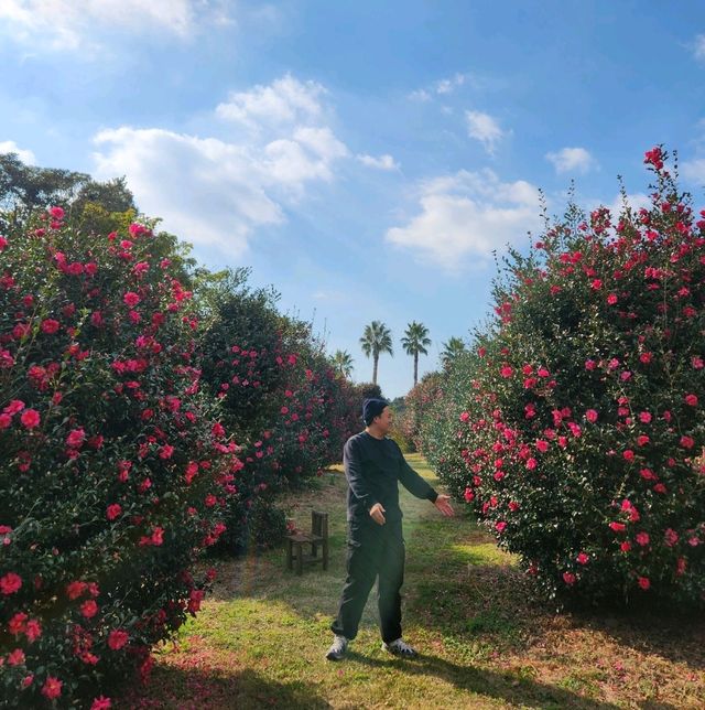 🌺동백의 계절, 제주여행 동백꽃 포토스팟 추천!!!!!🌺