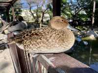 Kobe Oji Zoo