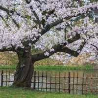 Cherry Blossoms at Hirosaki Castle