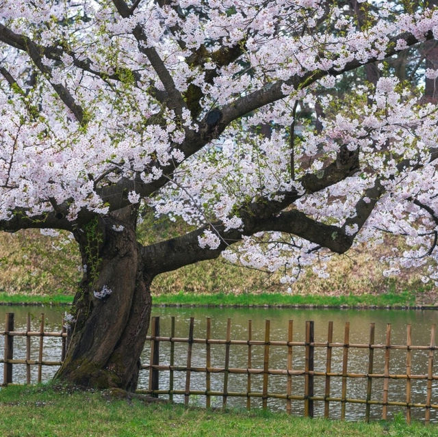 Cherry Blossoms at Hirosaki Castle