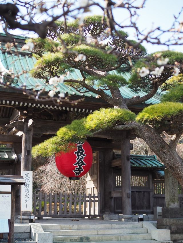 【鎌倉】春はもうすぐ、長谷寺の梅祭り