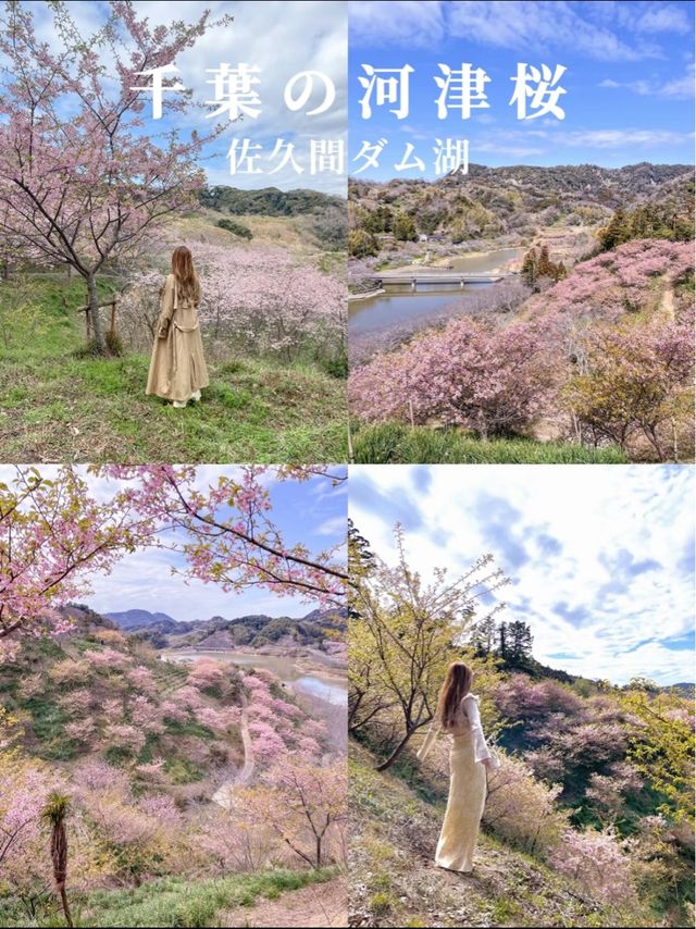 千葉にもある！河津桜の名スポット！佐久間ダム湖
