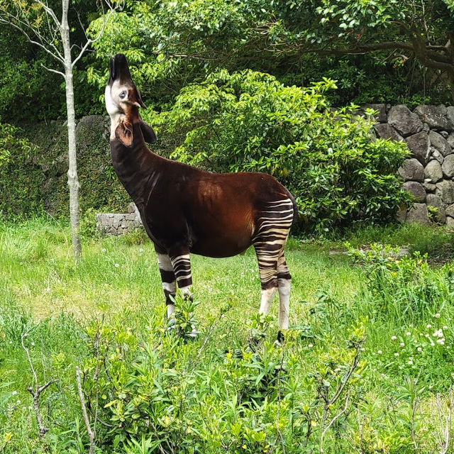 Kanazawa Zoo