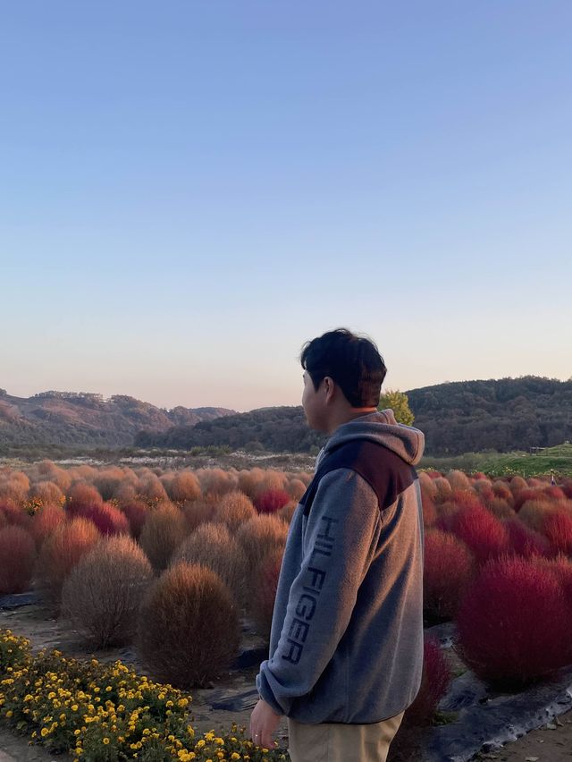 바다에 들어온 것 같은 공원 "임진강 댑싸리 공원"🌿