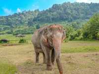 Connecting with Nature’s Giant @ Chiang Mai