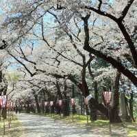 蘆野公園車站：人少幽靜，櫻花盛放🌸如夢如幻！