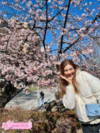 เดินเล่นกินลม ชมซากุระกันค่ะ 🌸🌸🌸