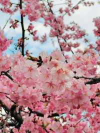 【群馬】超穴場!!絶景の桜並木が見れる!!春のおでかけスポット🌸