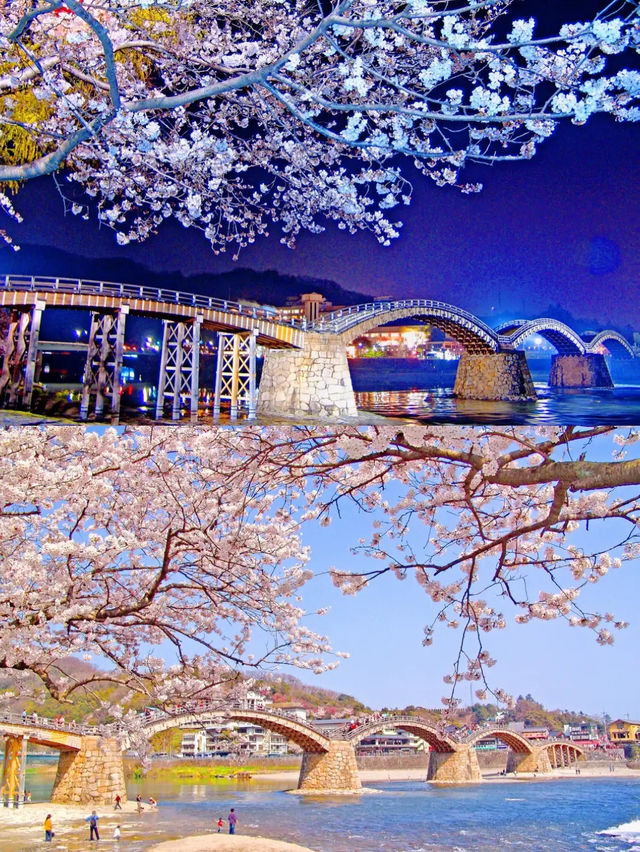 【絶景】世界唯一の美しさを誇る錦帯橋🌉🌸