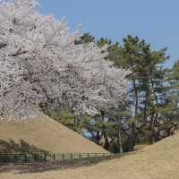 경주 벚꽃명소 대릉원