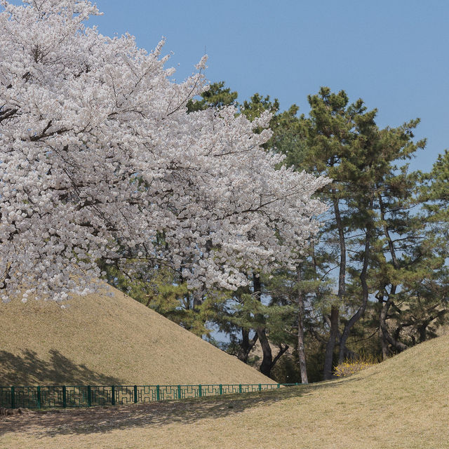 경주 벚꽃명소 대릉원