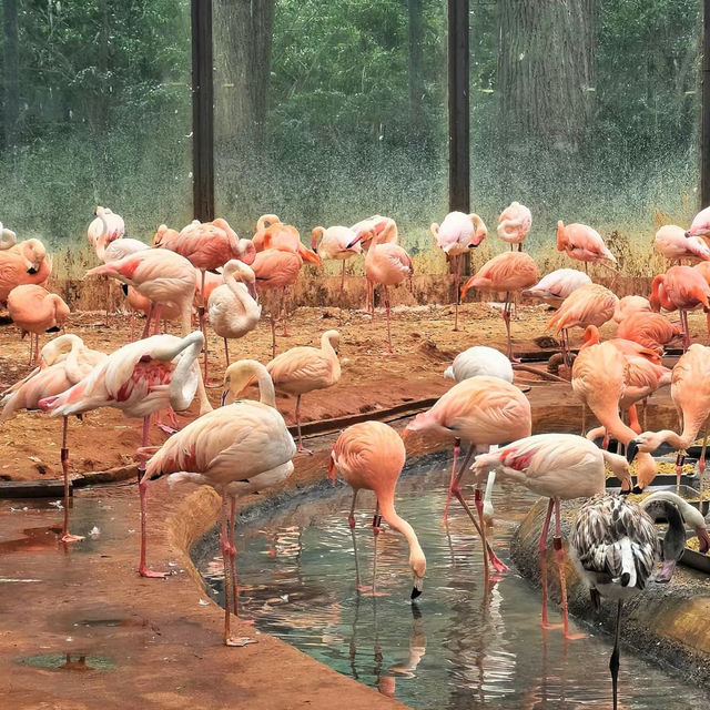 天王寺動物園～特色動物園